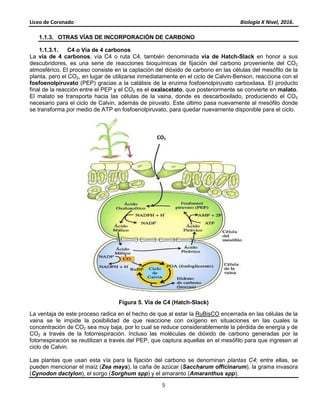 Liceo de Coronado Biología X Nivel, 2016.
5
1.1.3. OTRAS VÍAS DE INCORPORACIÓN DE CARBONO
1.1.3.1. C4 o Vía de 4 carbonos
La vía de 4 carbonos, vía C4 o ruta C4, también denominada vía de Hatch-Slack en honor a sus
descubridores, es una serie de reacciones bioquímicas de fijación del carbono proveniente del CO2
atmosférico. El proceso consiste en la captación del dióxido de carbono en las células del mesófilo de la
planta, pero el CO2, en lugar de utilizarse inmediatamente en el ciclo de Calvin-Benson, reacciona con el
fosfoenolpiruvato (PEP) gracias a la catálisis de la enzima fosfoenolpiruvato carboxilasa. El producto
final de la reacción entre el PEP y el CO2 es el oxalacetato, que posteriormente se convierte en malato.
El malato se transporta hacia las células de la vaina, donde es descarboxilado, produciendo el CO2
necesario para el ciclo de Calvin, además de piruvato. Este último pasa nuevamente al mesófilo donde
se transforma por medio de ATP en fosfoenolpiruvato, para quedar nuevamente disponible para el ciclo.
Figura 5. Vía de C4 (Hatch-Slack)
La ventaja de este proceso radica en el hecho de que al estar la RuBisCO encerrada en las células de la
vaina se le impide la posibilidad de que reaccione con oxígeno en situaciones en las cuales la
concentración de CO2 sea muy baja, por lo cual se reduce considerablemente la pérdida de energía y de
CO2 a través de la fotorrespiración. Incluso las moléculas de dióxido de carbono generadas por la
fotorrespiración se reutilizan a través del PEP, que captura aquellas en el mesófilo para que ingresen al
ciclo de Calvin.
Las plantas que usan esta vía para la fijación del carbono se denominan plantas C4; entre ellas, se
pueden mencionar el maíz (Zea mays), la caña de azúcar (Saccharum officinarum), la grama invasora
(Cynodon dactylon), el sorgo (Sorghum spp) y el amaranto (Amaranthus spp).
CO2
 