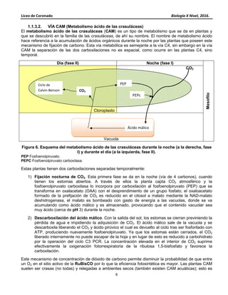 Liceo de Coronado Biología X Nivel, 2016.
6
1.1.3.2. VÍA CAM (Metabolismo ácido de las crasuláceas)
El metabolismo ácido de las crasuláceas (CAM) es un tipo de metabolismo que se da en plantas y
que se descubrió en la familia de las crasuláceas, de ahí su nombre. El nombre de metabolismo ácido
hace referencia a la acumulación de ácidos orgánicos durante la noche por las plantas que poseen este
mecanismo de fijación de carbono. Esta vía metabólica es semejante a la vía C4, sin embargo en la vía
CAM la separación de las dos carboxilaciones no es espacial, como ocurre en las plantas C4, sino
temporal.
Día (fase II) Noche (fase I)
Mesofilo
Cloroplasto
CO2
Vacuola
Figura 6. Esquema del metabolismo ácido de las crasuláceas durante la noche (a la derecha, fase
I) y durante el día (a la izquierda, fase II).
PEP Fosfoenolpiruvato.
PEPC Fosfoenolpiruvato carboxilasa.
Estas plantas tienen dos carboxilaciones separadas temporalmente:
1) Fijación nocturna de CO2. Esta primera fase se da en la noche (vía de 4 carbonos), cuando
tienen los estomas abiertos. A través de ellos la planta capta CO2 atmosférico y la
fosfoenolpiruvato carboxilasa lo incorpora por carboxilación al fosfoenolpiruvato (PEP) que se
transforma en oxalacetato (OAA) con el desprendimiento de un grupo fosfato; el oxaloacetato
formado de la prefijación de CO2 es reducido en el citosol a malato mediante la NAD-malato
deshidrogenasa, el malato es bombeado con gasto de energía a las vacuolas, donde se va
acumulando como ácido málico y es almacenado, provocando que el contenido vacuolar sea
muy ácido (cerca de pH 3) durante la noche.
2) Descarboxilación del ácido málico. Con la salida del sol, los estomas se cierran previniendo la
pérdida de agua e impidiendo la adquisición de CO2. El ácido málico sale de la vacuola y se
descarboxila liberando el CO2 y ácido pirúvico el cual es devuelto al ciclo tras ser fosforilado con
ATP, produciendo nuevamente fosfoenolpiruvato. Ya que los estomas están cerrados, el CO2
liberado internamente no puede escapar de la hoja y en lugar de esto es reducido a carbohidrato
por la operación del ciclo C3 PCR. La concentración elevada en el interior de CO2 suprime
efectivamente la oxigenación fotorrespiratoria de la ribulosa 1,5-bisfosfato y favorece la
carboxilación.
Este mecanismo de concentración de dióxido de carbono permite disminuir la probabilidad de que entre
un O2 en el sitio activo de la RuBisCO por lo que la eficiencia fotosintética es mayor. Las plantas CAM
suelen ser crasas (no todas) y relegadas a ambientes secos (también existen CAM acuáticas); esto es
PEP
PEPc
Ácido málico
CO2
Ciclo de
Calvin-Benson
 