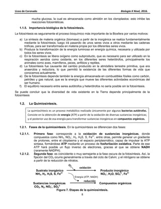 Liceo de Coronado Biología X Nivel, 2016.
8
mucha glucosa, la cual es almacenada como almidón en los cloroplastos: esto inhibe las
reacciones fotosintéticas.
1.1.5. Importancia biológica de la fotosíntesis.
La fotosíntesis es seguramente el proceso bioquímico más importante de la Biosfera por varios motivos:
a) La síntesis de materia orgánica (biomasa) a partir de la inorgánica se realiza fundamentalmente
mediante la fotosíntesis; luego irá pasando de unos seres vivos a otros mediante las cadenas
tróficas, para ser transformada en materia propia por los diferentes seres vivos.
b) Produce la transformación de la energía luminosa en energía química, necesaria y utilizada por
todos los seres vivos.
c) En la fotosíntesis se libera oxígeno como subproducto, que es necesario para ser utilizado en la
respiración aerobia como oxidante, en los diferentes seres heterótrofos, principalmente los
animales como aves, mamíferos, peces, anfibios y reptiles.
d) La fotosíntesis fue causante del cambio producido en la atmósfera terrestre primitiva, que era
anaerobia y reductora, lo que permitió la existencia de las diferentes formas de vida que
conocemos actualmente.
e) De la fotosíntesis depende también la energía almacenada en combustibles fósiles como carbón,
petróleo y gas natural, que es la energía que mueve las diferentes actividades económicas del
ser humano.
f) El equilibrio necesario entre seres autótrofos y heterótrofos no sería posible sin la fotosíntesis.
Se puede concluir que la diversidad de vida existente en la Tierra depende principalmente de la
fotosíntesis
1.2. La Quimiosíntesis.
1.2.1. Fases de la quimiosíntesis. En la quimiosíntesis se diferencian dos fases:
1.2.1.1. Primera fase: corresponde a la oxidación de sustancias inorgánicas, donde
compuestos como NH3, NO2
-
, H2, H2S, S, Fe2+
, entre otras, permite generar un gradiente
de protones, entre el citoplasma y el espacio periplasmático, capaz de impulsar la ATP
sintasa, formándose ATP mediante un proceso de fosforilación oxidativa. Parte de ese
ATP hará posible un flujo inverso de electrones, gracias al que se obtiene NADH
(raramente NADPH).
1.2.1.2. Segunda fase: es coincidente o muy semejante a la fase oscura de la fotosíntesis. Así, la
fijación del CO2 ocurre generalmente a través del ciclo de Calvin; y el nitrógeno se obtiene
a partir de la reducción de nitratos.
Sustrato inorgánico Producto inorgánico
NH3, H2, H2S, S, Fe2+
NO3
-
, H2O, SO4
2-
, Fe3+
Energía (ATP, NADH)
Sustancias inorgánicas Compuestos orgánicos
CO2, N2, NO3
-
, SO4
2-
Figura 7. Etapas de la quimiosíntesis.
La quimiosíntesis es un proceso metabólico realizado únicamente por algunas bacterias autótrofas.
Consiste en la obtención de energía (ATP) a partir de la oxidación de diversas sustancias inorgánicas;
y el posterior uso de esa energía para transformar sustancias inorgánicas en compuestos orgánicos.
oxidación
O2
reducción
 