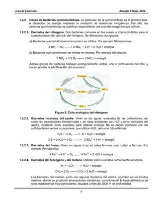 Liceo de Coronado Biología X Nivel, 2016.
9
1.2.2. Clases de bacterias quimiosintéticas. Lo particular de la quimiosíntesis es la primera fase,
la obtención de energía mediante la oxidación de sustancias inorgánicas. Por ello, las
bacterias quimiosintéticas se clasifican dependiendo del sustrato inorgánico que utilicen.
1.2.2.1. Bacterias del nitrógeno. Son bacterias comunes en los suelos e imprescindibles para el
correcto desarrollo del ciclo del nitrógeno. Se diferencian dos grupos:
a) Bacterias que transforman el amoníaco en nitritos. Por ejemplo Nitrosomonas.
2 NH3 + 3O2 ——> 2 NO2
-
+ 2 H+
+ 2 H2O + energía
b) Bacterias que transforman los nitritos en nitratos. Por ejemplo Nitrobacter.
2 NO2
-
+ 1/2 O2 ——> 2 NO3
-
+ energía
Ambos grupos de bacterias trabajan ecológicamente unidos, uno a continuación del otro, y
hacen posible la nitrificación del amoníaco.
Figura 8. Ciclo ecológico del nitrógeno
1.2.2.2. Bacterias incoloras del azufre. Viven en las aguas residuales de las poblaciones, así
como en emanaciones hidrotermales y en otros ambientes con H2S y otros derivados del
azufre, oxidando estos sustratos para obtener energía. No se deben confundir con las
sulfobacterias verdes o purpúreas, que utilizan H2S, pero son fotosintéticas.
H2S + ½ O2 ——> S + H2O + energía
2 S + 2 H2O + 3 O2 ——> 2 S04
2-
+ 4 H+
+ energía
1.2.2.3. Bacterias del hierro. Viven en aguas ricas en sales ferrosas que oxidan a férricas. Por
ejemplo Ferrobacillus.
4 Fe2+
+ 4 H+
+ O2 ——— > 4 Fe3+
+ 2 H2O + energía
1.2.2.4. Bacterias del hidrógeno y del metano. Utilizan estos sustratos como fuente reductora.
H2 + ½ O2 ——> H2O + energía
CH4 + 2 O2 ——> CO2 + 2 H2O + energía
Las bacterias del metano, junto con algunas bacterias del azufre, abundan en los fondos
marinos, donde se producen emanaciones volcánicas, constituyendo la base alimenticia de
unos ecosistemas muy particulares, situados a más de 2000 m de profundidad.
 