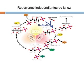 Reacciones independientes de la luz
 
