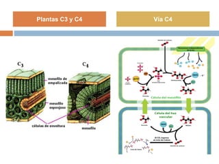 Plantas C3 y C4 Vía C4
 