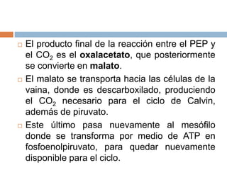  El producto final de la reacción entre el PEP y
el CO2 es el oxalacetato, que posteriormente
se convierte en malato.
 El malato se transporta hacia las células de la
vaina, donde es descarboxilado, produciendo
el CO2 necesario para el ciclo de Calvin,
además de piruvato.
 Este último pasa nuevamente al mesófilo
donde se transforma por medio de ATP en
fosfoenolpiruvato, para quedar nuevamente
disponible para el ciclo.
 