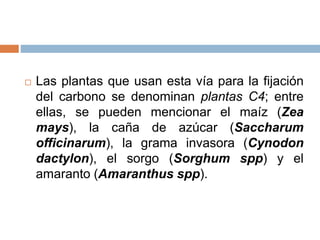  Las plantas que usan esta vía para la fijación
del carbono se denominan plantas C4; entre
ellas, se pueden mencionar el maíz (Zea
mays), la caña de azúcar (Saccharum
officinarum), la grama invasora (Cynodon
dactylon), el sorgo (Sorghum spp) y el
amaranto (Amaranthus spp).
 