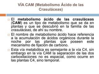 VÍA CAM (Metabolismo Ácido de las
Crasuláceas)
 El metabolismo ácido de las crasuláceas
(CAM) es un tipo de metabolismo que se da en
plantas y que se descubrió en la familia de las
crasuláceas, de ahí su nombre.
 El nombre de metabolismo ácido hace referencia
a la acumulación de ácidos orgánicos durante la
noche por las plantas que poseen este
mecanismo de fijación de carbono.
 Esta vía metabólica es semejante a la vía C4, sin
embargo en la vía CAM la separación de las dos
carboxilaciones no es espacial, como ocurre en
las plantas C4, sino temporal.
 