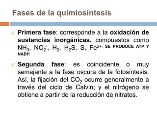 Fases de la quimiosíntesis
 Primera fase: corresponde a la oxidación de
sustancias inorgánicas. compuestos como
NH3, NO2
-, H2, H2S, S, Fe2+. SE PRODUCE ATP Y
NADH
 Segunda fase: es coincidente o muy
semejante a la fase oscura de la fotosíntesis.
Así, la fijación del CO2 ocurre generalmente a
través del ciclo de Calvin; y el nitrógeno se
obtiene a partir de la reducción de nitratos.
 