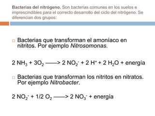 Bacterias del nitrógeno. Son bacterias comunes en los suelos e
imprescindibles para el correcto desarrollo del ciclo del nitrógeno. Se
diferencian dos grupos:
 Bacterias que transforman el amoníaco en
nitritos. Por ejemplo Nitrosomonas.
2 NH3 + 3O2 ——> 2 NO2
- + 2 H+ + 2 H2O + energía
 Bacterias que transforman los nitritos en nitratos.
Por ejemplo Nitrobacter.
2 NO2
- + 1/2 O2 ——> 2 NO3
- + energía
 