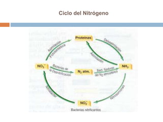 Ciclo del Nitrógeno
 
