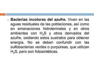  Bacterias incoloras del azufre. Viven en las
aguas residuales de las poblaciones, así como
en emanaciones hidrotermales y en otros
ambientes con H2S y otros derivados del
azufre, oxidando estos sustratos para obtener
energía. No se deben confundir con las
sulfobacterias verdes o purpúreas, que utilizan
H2S, pero son fotosintéticas.
 