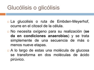 Glucólisis o glicólisis
 La glucolisis o ruta de Embden-Meyerhof,
ocurre en el citosol de la célula.
 No necesita oxígeno para su realización (se
da en condiciones anaerobias) y se trata
simplemente de una secuencia de más o
menos nueve etapas.
 A lo largo de estas una molécula de glucosa
se transforma en dos moléculas de ácido
pirúvico.
 