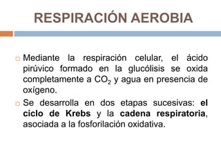 RESPIRACIÓN AEROBIA
 Mediante la respiración celular, el ácido
pirúvico formado en la glucólisis se oxida
completamente a CO2 y agua en presencia de
oxígeno.
 Se desarrolla en dos etapas sucesivas: el
ciclo de Krebs y la cadena respiratoria,
asociada a la fosforilación oxidativa.
 