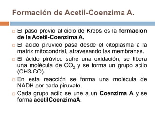 Formación de Acetil-Coenzima A.
 El paso previo al ciclo de Krebs es la formación
de la Acetil-Coenzima A.
 El ácido pirúvico pasa desde el citoplasma a la
matriz mitocondrial, atravesando las membranas.
 El ácido pirúvico sufre una oxidación, se libera
una molécula de CO2 y se forma un grupo acilo
(CH3-CO).
 En esta reacción se forma una molécula de
NADH por cada piruvato.
 Cada grupo acilo se une a un Coenzima A y se
forma acetilCoenzimaA.
 