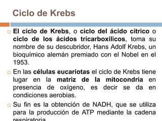 Ciclo de Krebs
 El ciclo de Krebs, o ciclo del ácido cítrico o
ciclo de los ácidos tricarboxílicos, toma su
nombre de su descubridor, Hans Adolf Krebs, un
bioquímico alemán premiado con el Nobel en el
1953.
 En las células eucariotas el ciclo de Krebs tiene
lugar en la matriz de la mitocondria en
presencia de oxígeno, es decir se da en
condiciones aerobias.
 Su fin es la obtención de NADH, que se utiliza
para la producción de ATP mediante la cadena
 