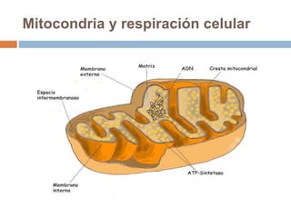 Mitocondria y respiración celular
 