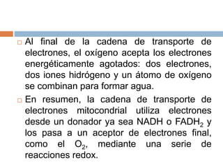  Al final de la cadena de transporte de
electrones, el oxígeno acepta los electrones
energéticamente agotados: dos electrones,
dos iones hidrógeno y un átomo de oxígeno
se combinan para formar agua.
 En resumen, la cadena de transporte de
electrones mitocondrial utiliza electrones
desde un donador ya sea NADH o FADH2 y
los pasa a un aceptor de electrones final,
como el O2, mediante una serie de
reacciones redox.
 