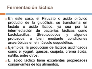 Fermentación láctica
 En este caso, el Piruvato o ácido pirúvico
producto de la glucólisis, se transforma en
lactato o ácido láctico, ya sea por la
intermediación de bacterias lácticas como
Lactobacillus, Streptoccocos y algunos
protozoos, o bien mediante condiciones
anaeróbicas en el músculo esquelético.
 Ejemplos: la producción de lácteos acidificados
como el yogurt, quesos, cuajada, crema ácida,
natilla, entre otros.
 El ácido láctico tiene excelentes propiedades
conservantes de los alimentos.
 