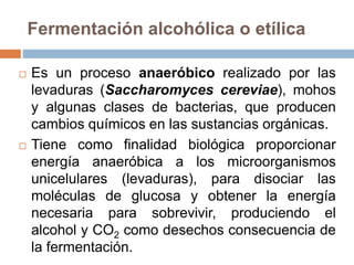 Fermentación alcohólica o etílica
 Es un proceso anaeróbico realizado por las
levaduras (Saccharomyces cereviae), mohos
y algunas clases de bacterias, que producen
cambios químicos en las sustancias orgánicas.
 Tiene como finalidad biológica proporcionar
energía anaeróbica a los microorganismos
unicelulares (levaduras), para disociar las
moléculas de glucosa y obtener la energía
necesaria para sobrevivir, produciendo el
alcohol y CO2 como desechos consecuencia de
la fermentación.
 