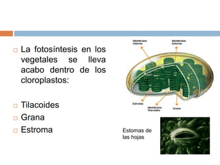  La fotosíntesis en los
vegetales se lleva
acabo dentro de los
cloroplastos:
 Tilacoides
 Grana
 Estroma Estomas de
las hojas
 