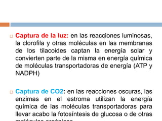  Captura de la luz: en las reacciones luminosas,
la clorofila y otras moléculas en las membranas
de los tilacoides captan la energía solar y
convierten parte de la misma en energía química
de moléculas transportadoras de energía (ATP y
NADPH)
 Captura de CO2: en las reacciones oscuras, las
enzimas en el estroma utilizan la energía
química de las moléculas transportadoras para
llevar acabo la fotosíntesis de glucosa o de otras
 