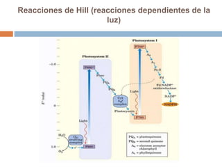 Reacciones de Hill (reacciones dependientes de la
luz)
 