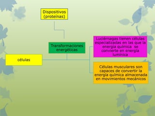 células
Luciérnagas tienen células
especializadas en las que la
energía química se
convierte en energía
lumínica
Células musculares son
capaces de convertir la
energía química almacenada
en movimientos mecánicos
Transformaciones
energéticas
Dispositivos
(proteínas)
 