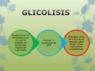 Utilizado como
otra forma de
energía para
dirigir otras
reacciones
metabólicas
Forma 2
moléculas de
ATP
Proporciona un
mec...