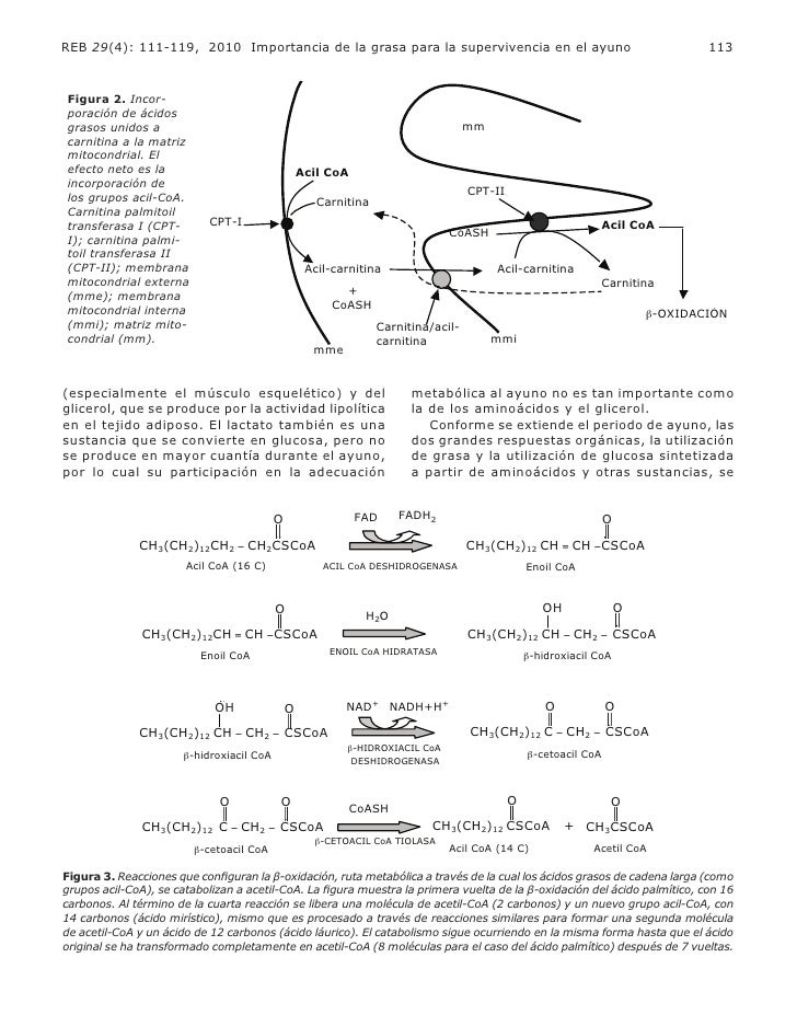 Error más grande con esquema del metabolismo