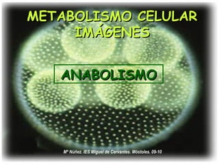 Mª Núñez. IES Miguel de Cervantes. Móstoles. 09-10 METABOLISMO CELULAR IMÁGENES ANABOLISMO 