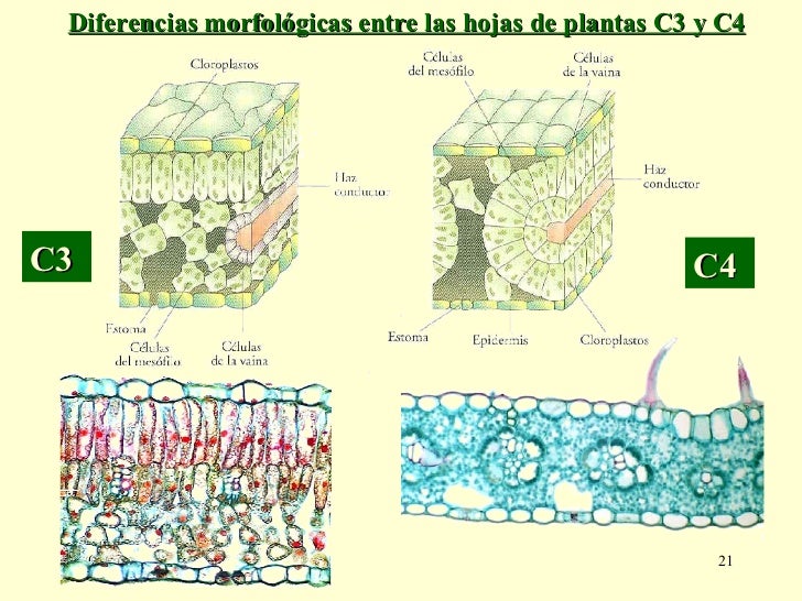 sugerencias de gran alcance en recetas metabolismo acelerado
