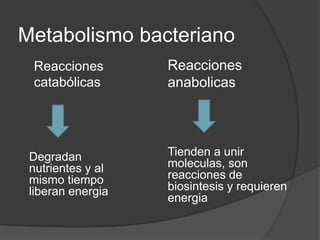 Convertir los nutrientes exogenos en unidades precursoras de componentes macromoleculares de la bacteria