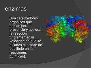 Forma y degrada moleculas para funciones especificas.Metabolismo bacteriano	Reacciones anabolicas	Reacciones catabólicas	Tienden a unir moleculas, son reacciones de biosintesis y requieren energia	Degradan nutrientes y al mismo tiempo liberanenergia