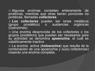 La mayoría son proteínas con excepción de las ribozimas (moléculas pequeñas de ARN catalíticamente activas.