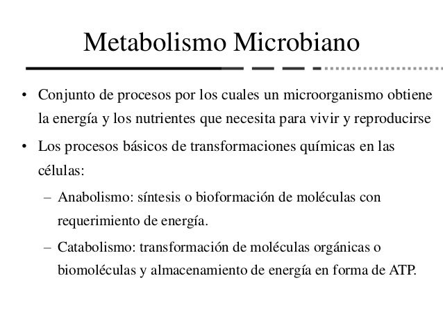metabolismo del hierro analitica en el cuerpo humano