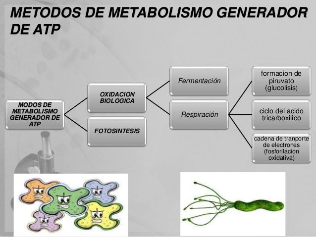 metabolismo hidrocarbonado bajo hombre