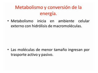 Metabolismo bacteriano.