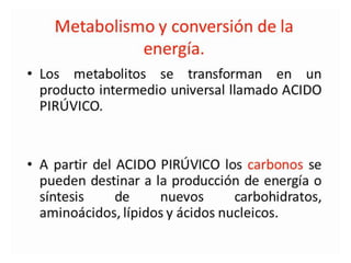 Metabolismo bacteriano.