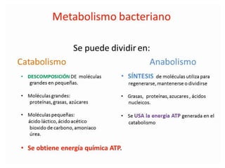 Metabolismo bacteriano.