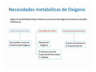 Metabolismo bacteriano.
