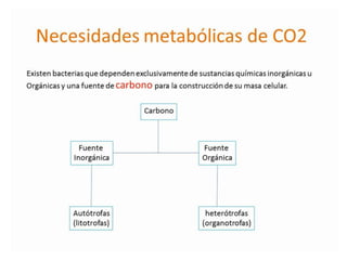 Metabolismo bacteriano.