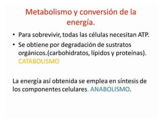 Metabolismo bacteriano.