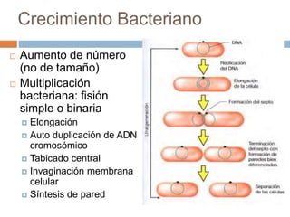 Metabolismo_Bacteriano.ppt
