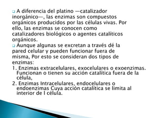  A diferencia del platino —catalizador 
inorgánico—, las enzimas son compuestos 
orgánicos producidos por las células vivas. Por 
ello, las enzimas se conocen como 
catalizadores biológicos o agentes catalíticos 
orgánicos. 
 Aunque algunas se excretan a través dé la 
pared celular y pueden funcionar fuera de 
misma, Por esto se consideran dos tipos de 
enzimas: 
1. Enzimas extracelulares, exocelulares o exoenzimas. 
Funcionan o tienen su acción catalítica fuera de la 
célula, 
2. Enzimas Intracelulares, endocelulares o 
endoenzimas Cuya acción catalítica se limita al 
interior de l célula. 
 