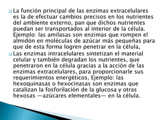  La función principal de las enzimas extracelulares 
es la de efectuar cambios precisos en los nutrientes 
del ambiente externo, pan que dichos nutrientes 
puedan ser transportados al interior de la célula. 
Ejemplo: las amilasas son enzimas que rompen el 
almidón en moléculas de azúcar más pequeñas para 
que de esta forma logren penetrar en la célula, 
 Las enzimas intracelulares sintetizan el material 
celular y también degradan los nutrientes, que 
penetraron en la célula gracias a la acción de las 
enzimas extracelulares, para proporcionarle sus 
requerimientos energéticos, Ejemplo: las 
hexoquinasas o hexocinasas son enzimas que 
catalizan la fosforilación de la glucosa y otras 
hexosas —azúcares elementales— en la célula. 
 