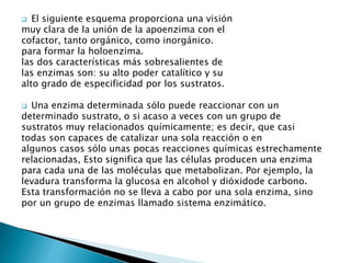  El siguiente esquema proporciona una visión 
muy clara de la unión de la apoenzima con el 
cofactor, tanto orgánico, como inorgánico. 
para formar la holoenzima. 
las dos características más sobresalientes de 
las enzimas son: su alto poder catalítico y su 
alto grado de especificidad por los sustratos. 
 Una enzima determinada sólo puede reaccionar con un 
determinado sustrato, o si acaso a veces con un grupo de 
sustratos muy relacionados químicamente; es decir, que casi 
todas son capaces de catalizar una sola reacción o en 
algunos casos sólo unas pocas reacciones químicas estrechamente 
relacionadas, Esto significa que las células producen una enzima 
para cada una de las moléculas que metabolizan. Por ejemplo, la 
levadura transforma la glucosa en alcohol y dióxidode carbono. 
Esta transformación no se lleva a cabo por una sola enzima, sino 
por un grupo de enzimas llamado sistema enzimático. 
 