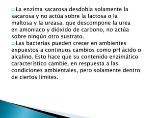  La enzima sacarosa desdobla solamente la 
sacarosa y no actúa sobre la lactosa o la 
maltosa y la ureasa, que descompone la urea 
en amoniaco y dióxido de carbono, no actúa 
sobre ningún otro sustrato. 
 Las bacterias pueden crecer en ambientes 
expuestos a continuos cambios como pH ácido o 
alcalino. Esto hace que su contenido enzimático 
característico cambie, en respuesta a las 
condiciones ambientales, pero solamente dentro 
de ciertos límites. 
 