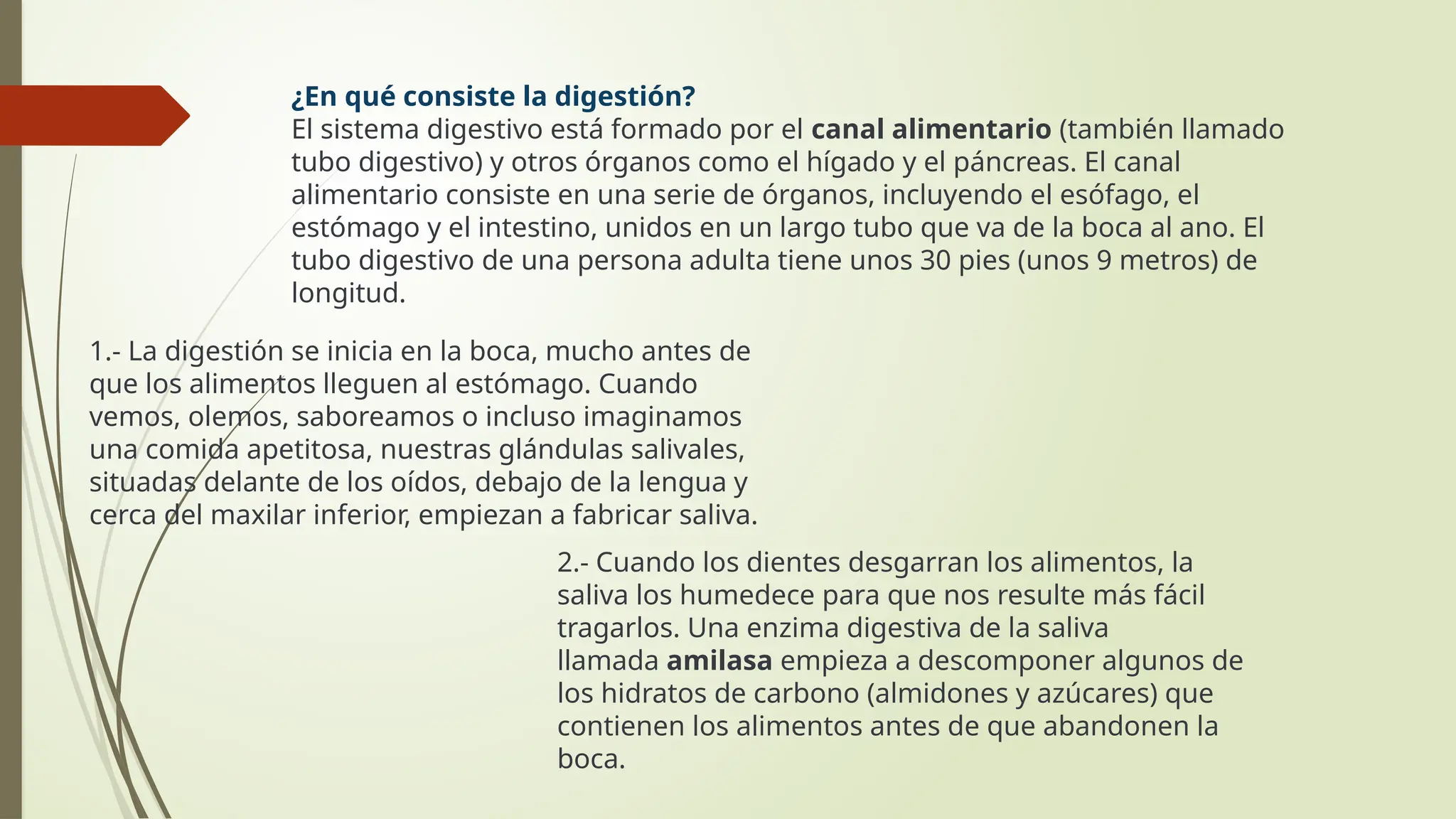 METABOLISMO BASAL Y EL SISTEMA DIGESTIVO.pptx | Descarga Gratuita