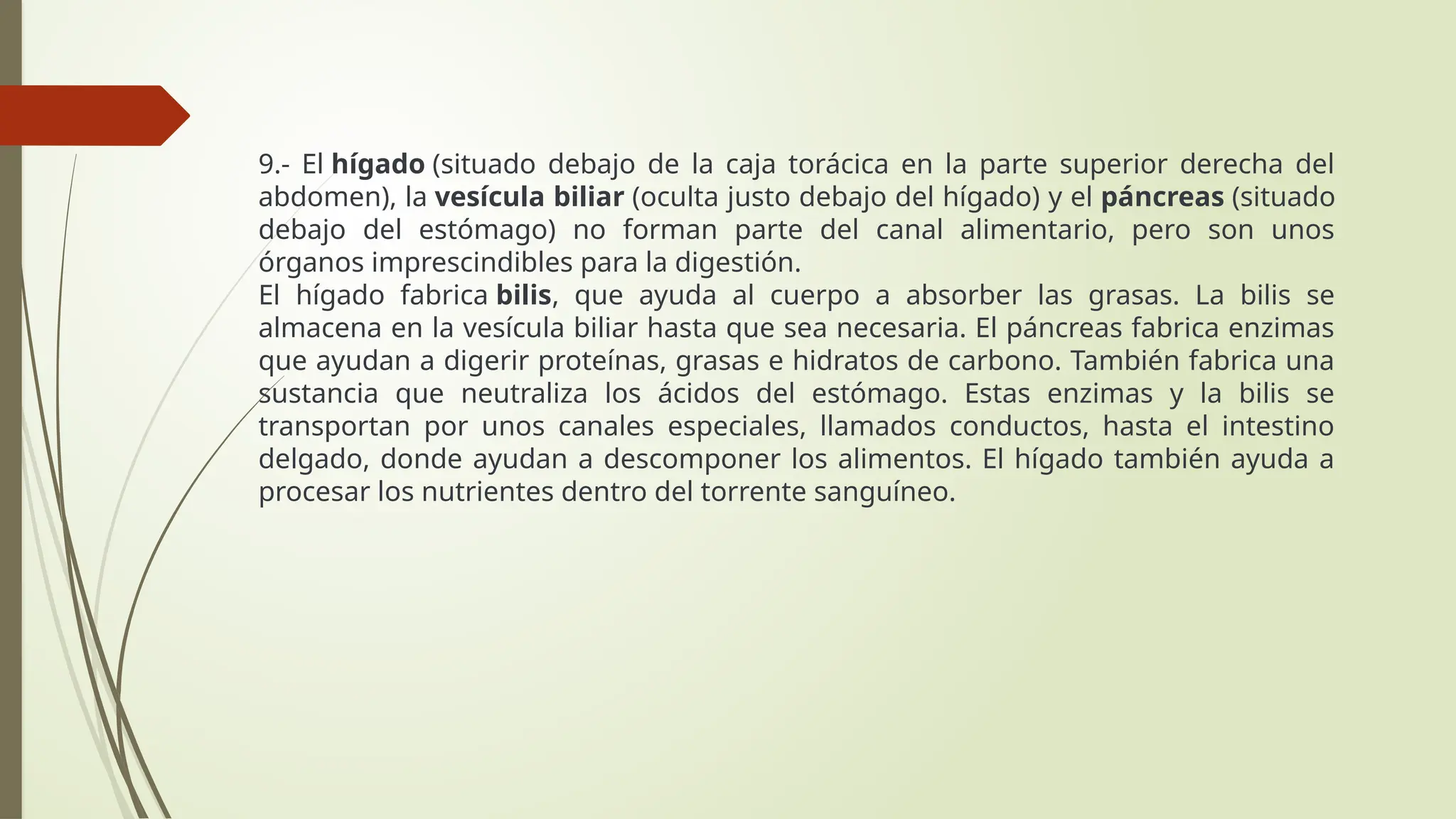 METABOLISMO BASAL Y EL SISTEMA DIGESTIVO.pptx | Descarga Gratuita