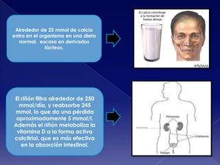 Alrededor de 25 mmol de calcio
entra en el organismo en una dieta
normal. escasa en derivados
lácteos.

El riñón filtra alrededor de 250
mmol/día, y reabsorbe 245
mmol, lo que da una pérdida
aproximadamente 5 mmol/l.
Además el riñón metaboliza la
vitamina D a la forma activa
calcitriol, que es más efectiva
en la absorción intestinal.

 