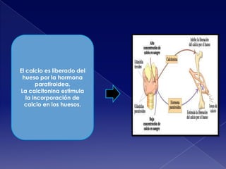 El calcio es liberado del
hueso por la hormona
paratiroidea.
La calcitonina estimula
la incorporación de
calcio en los huesos.

 