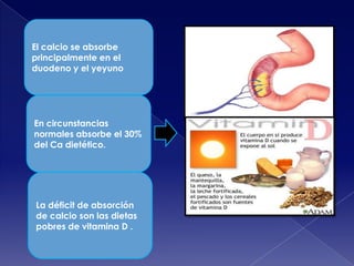 El calcio se absorbe
principalmente en el
duodeno y el yeyuno

En circunstancias
normales absorbe el 30%
del Ca dietético.

La déficit de absorción
de calcio son las dietas
pobres de vitamina D .

 